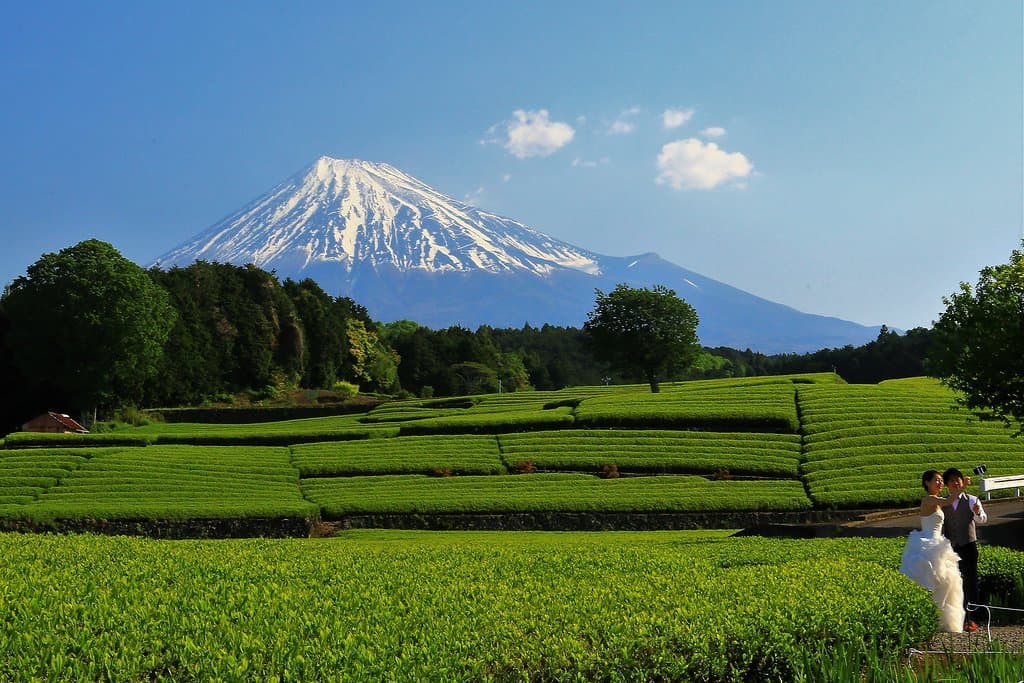 大渕の茶畑