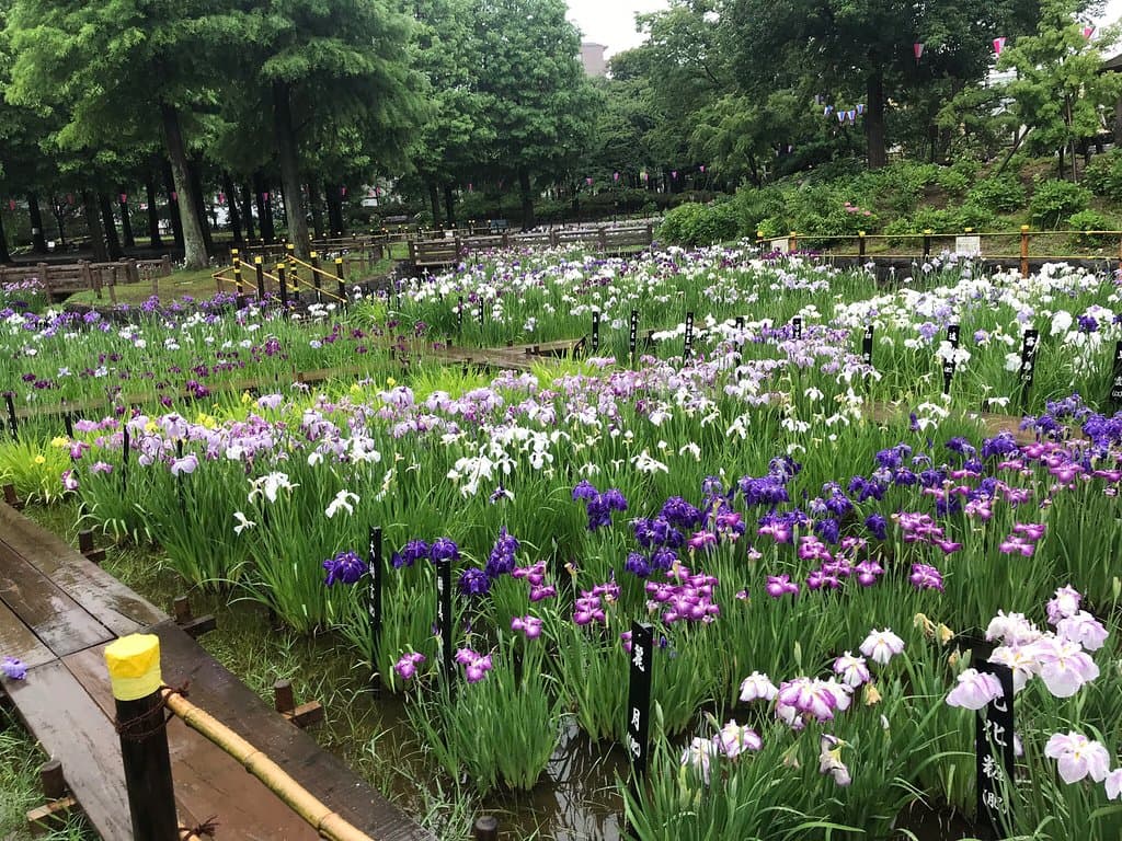 Shobu-numa Park Iris Garden