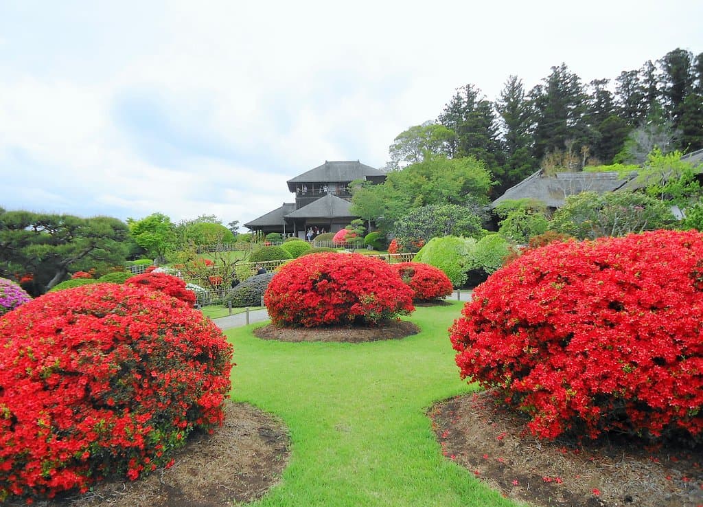 偕楽園　ツツジまつり