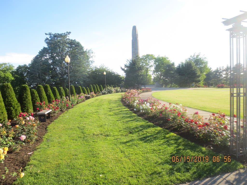 Rows of roses