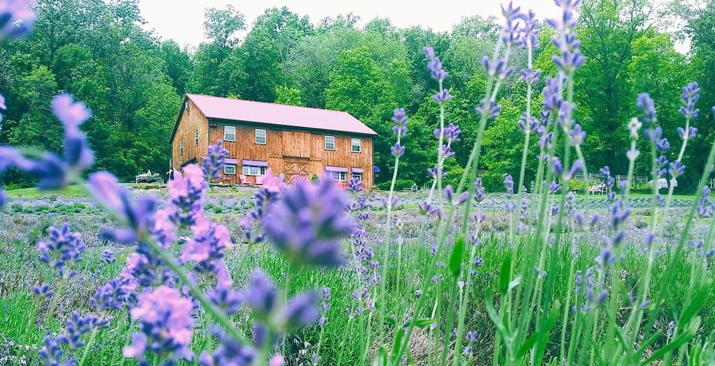 Peace Valley Lavender Farm