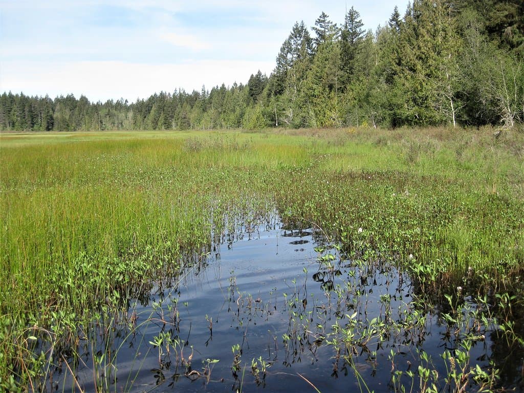 Hamilton Marsh.