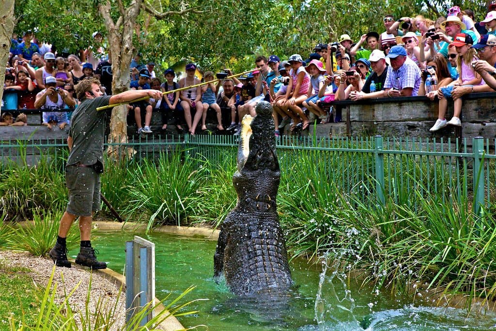 Have lunch with Elvis the crocodile