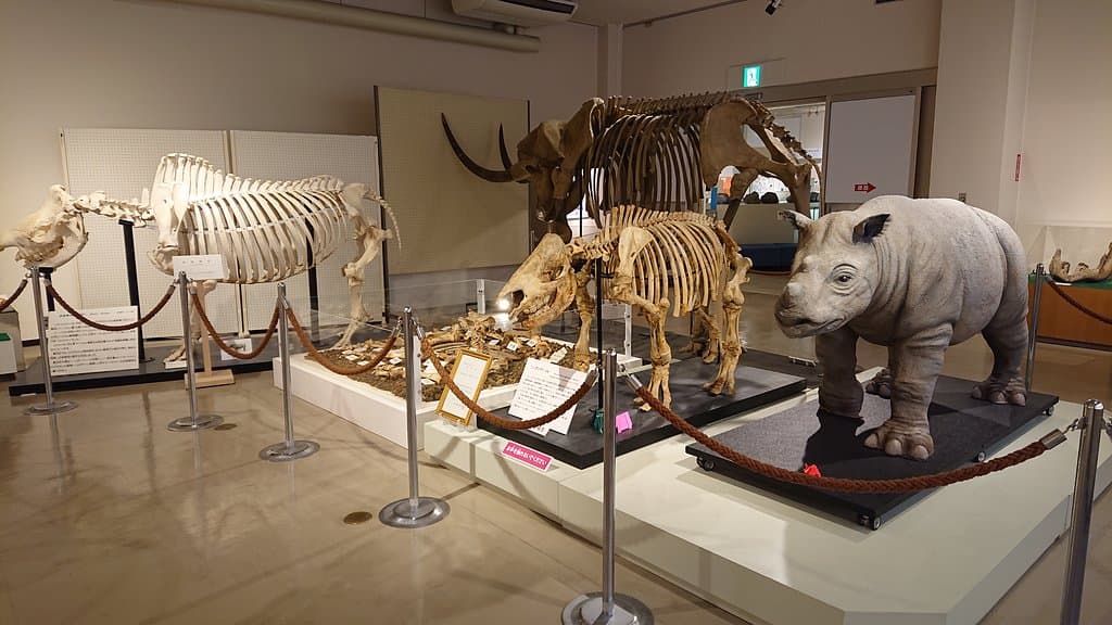 サイの仲間たち