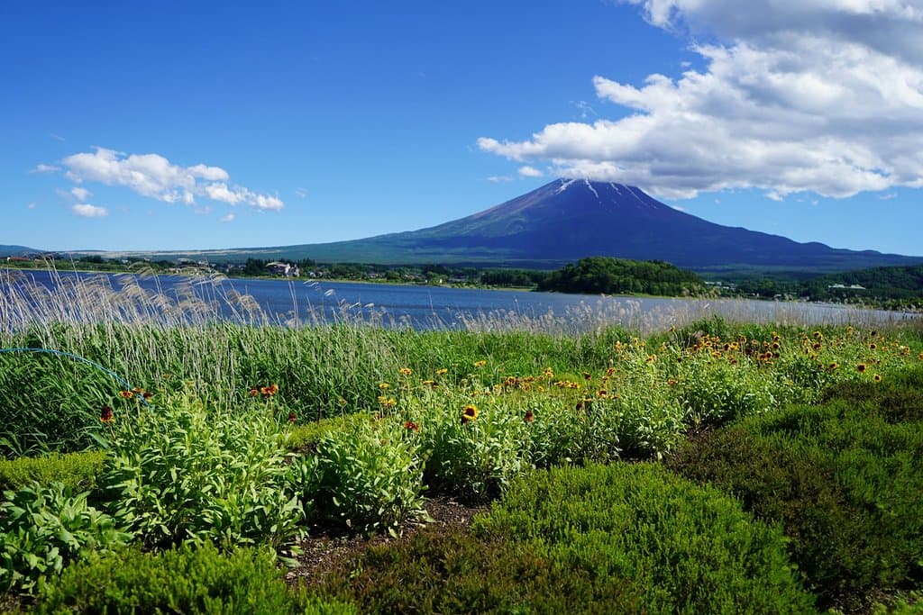 有不同的花種襯出富士山的美景。在大石公園石拍到美麗的富士山。廣闊的大自然各湖景，更加加分。6月中剛好遇上薰衣草，人比較多。所以要避一避開人就可以拍到好照。