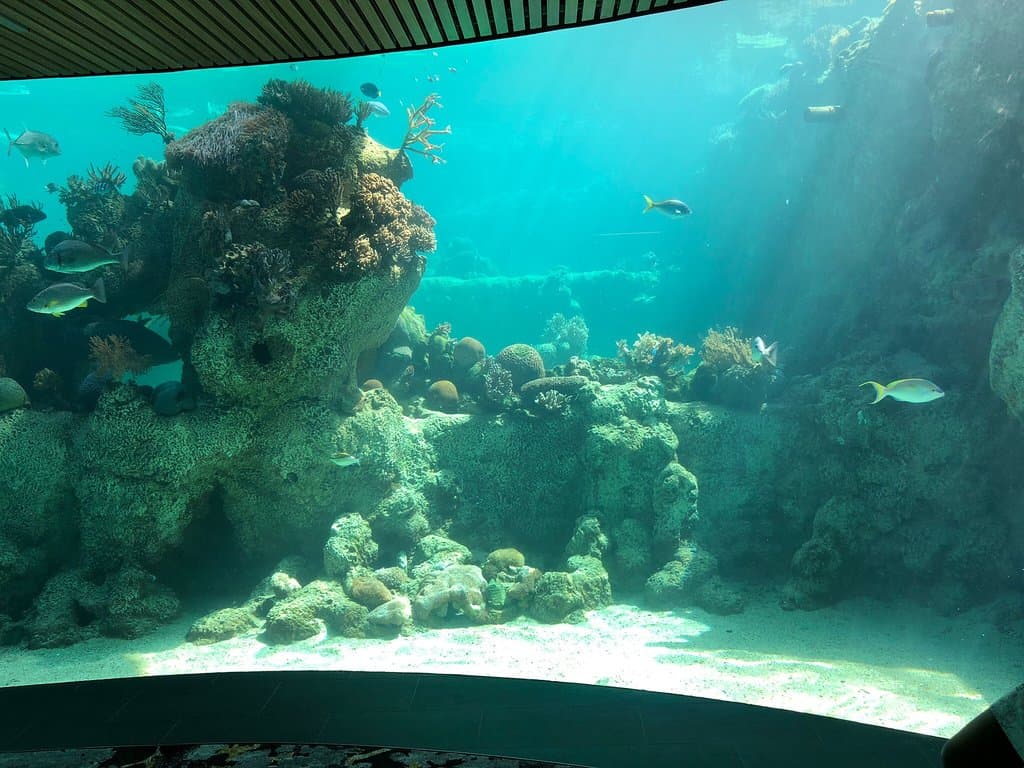 Daydream Island Living Reef