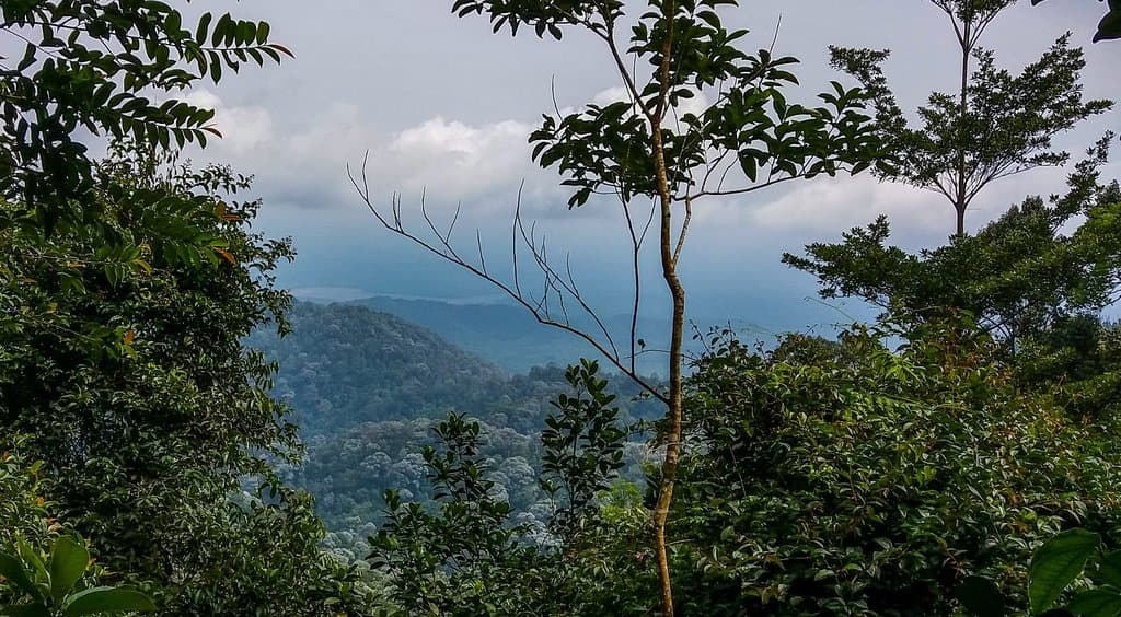 Gunung Pulai Recreational Forest