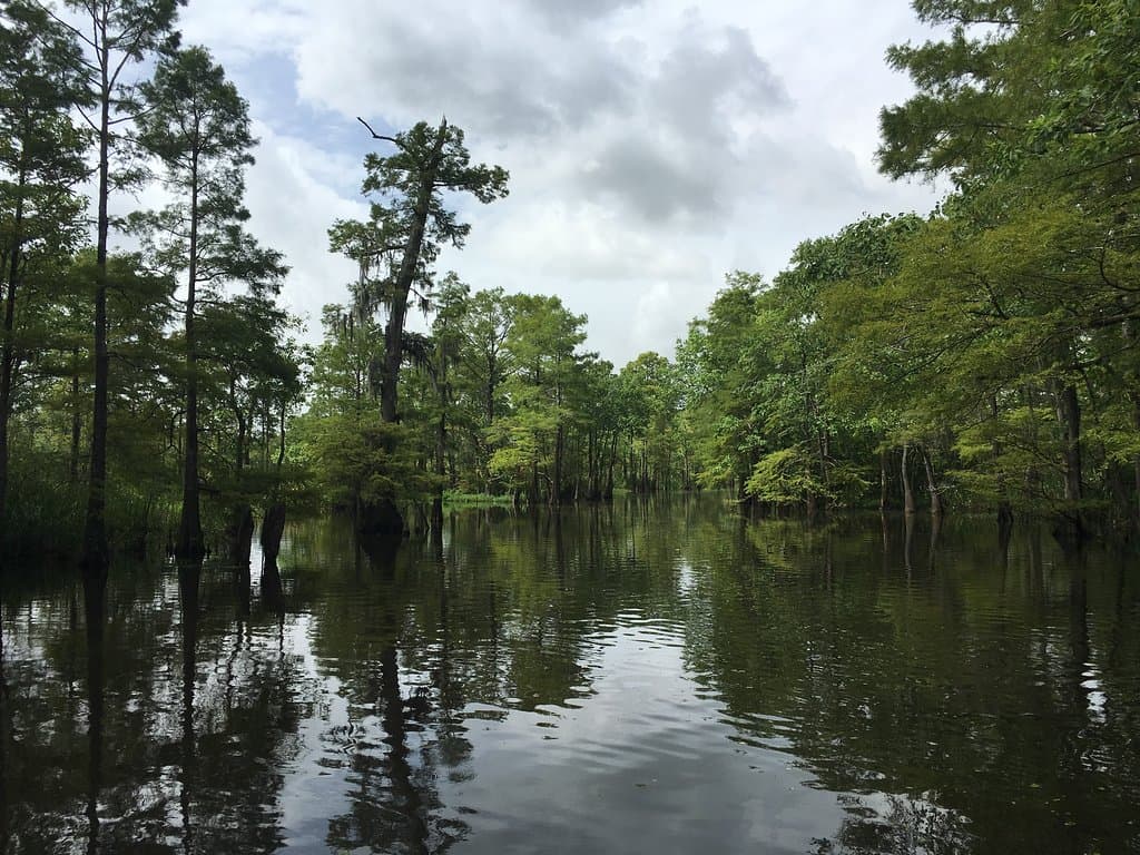 Neches River Adventures Ivory Bill