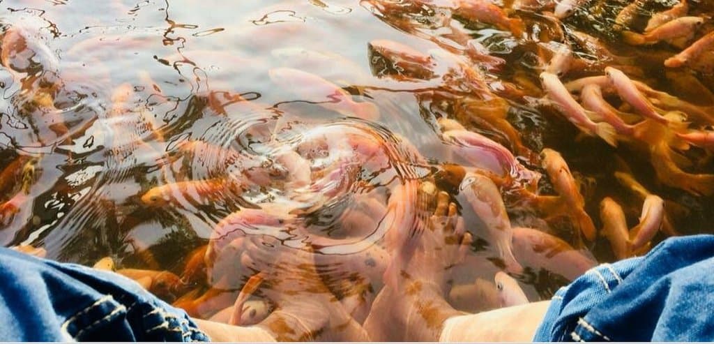 Weligama Fishtheraphy