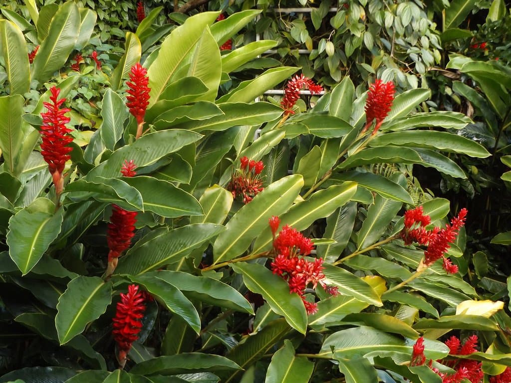 Jardin des Parfums et des Epices