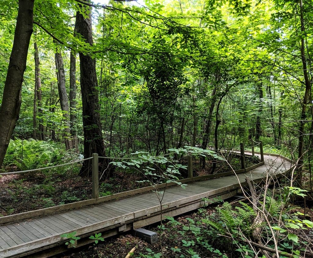 Frog Pond Trail at Broad Meadow Brook Wildlife Sanctuary, Worcester, MA 