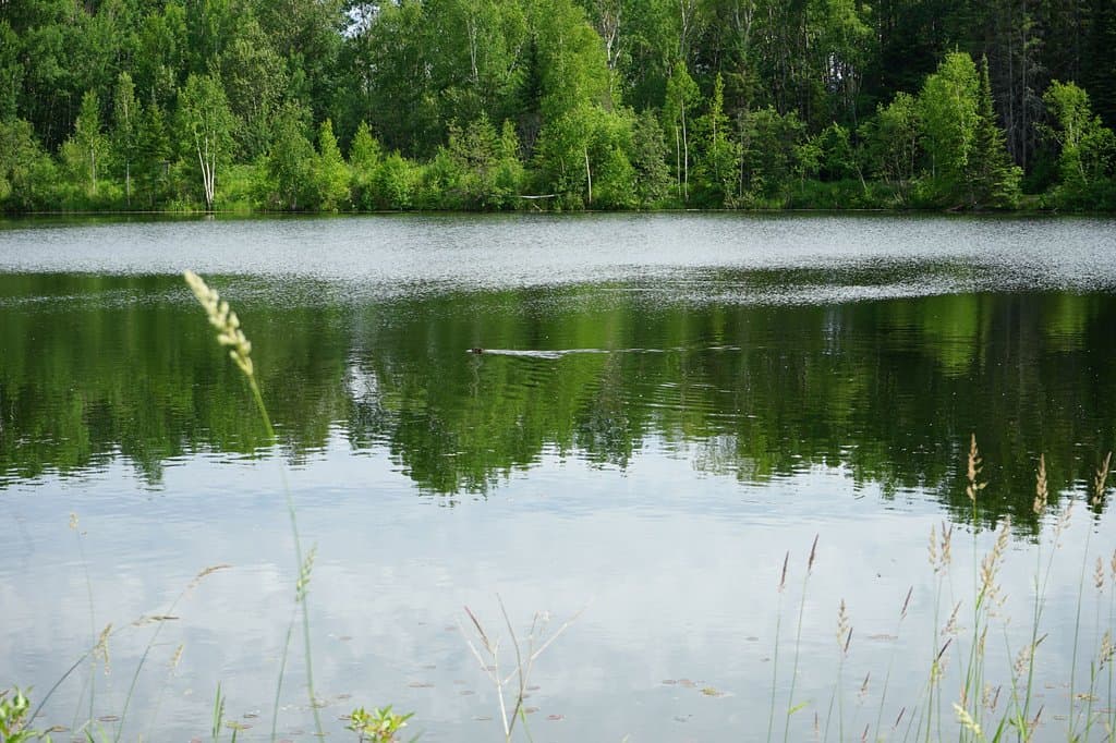 Quaking Bog