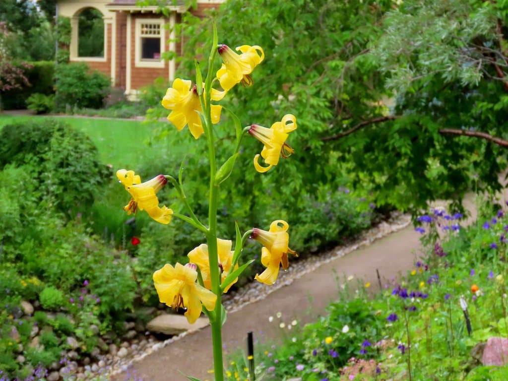 A lovely house in the middle.