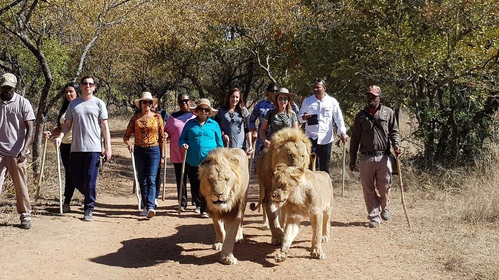 Nossa jornada com 3 guias que trabalham na reserva e que convivem com esses leões o tempo todo.