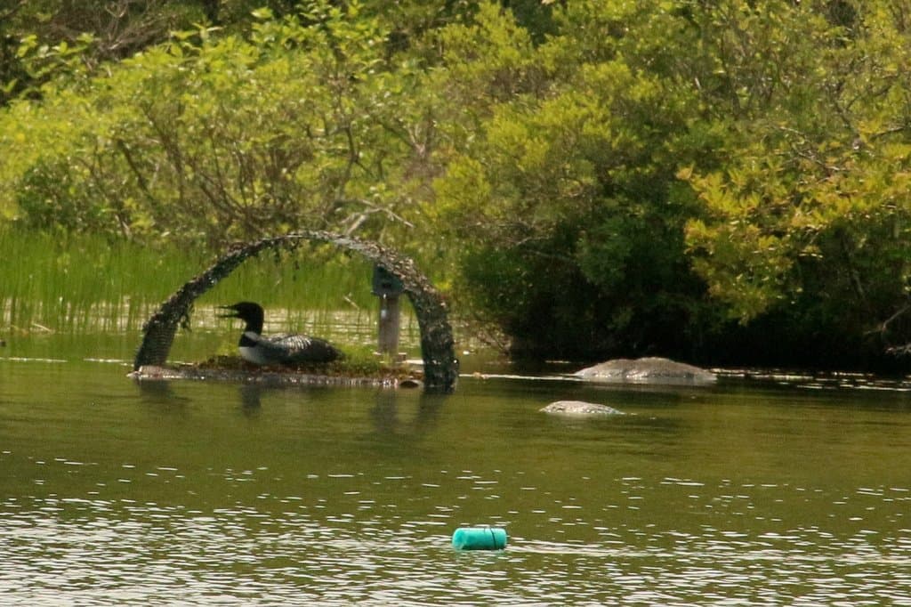 Nesting on a special platform with overhead protection from eagles and the like.