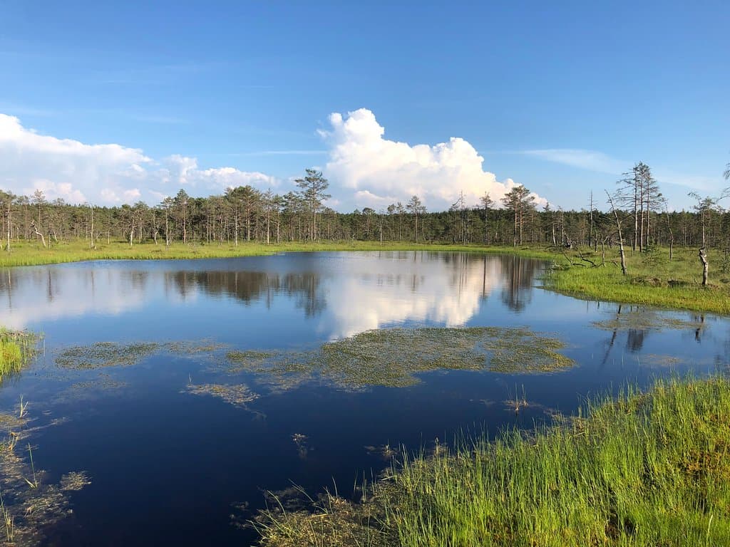 Looking across one of the bog ponds