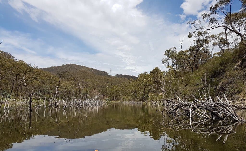 Backwaters of Lake Lyell