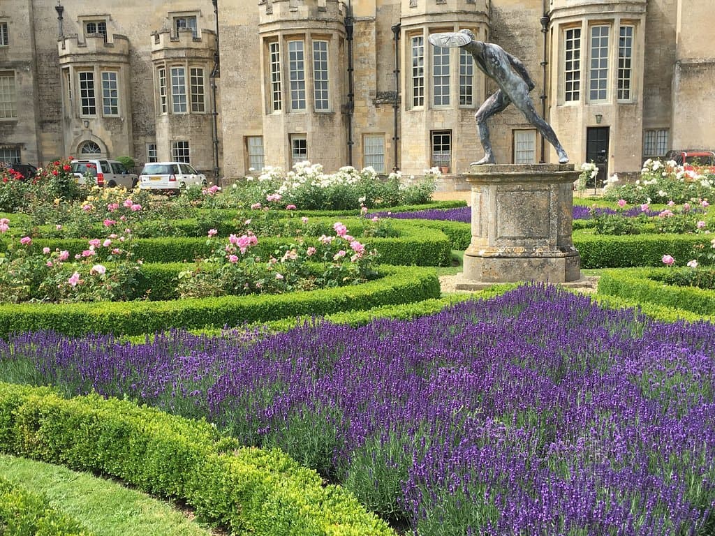 The rose garden