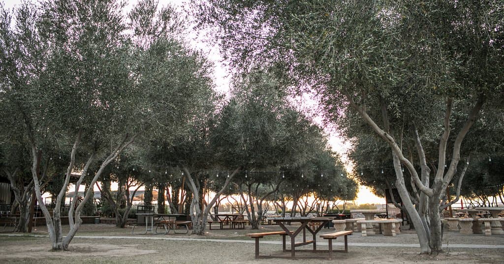 Queen Creek Olive Mill Grove 