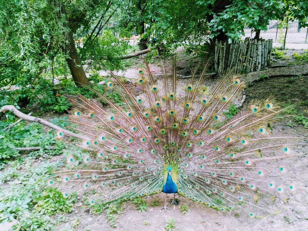 Chisinau Zoo