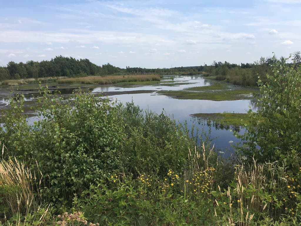 Bargerveen Nature Reserve