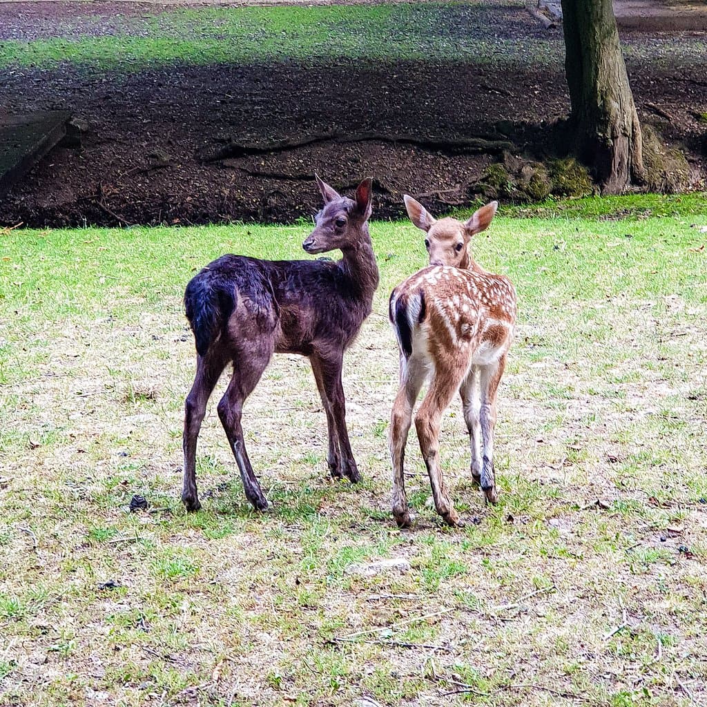 Junge Damwild Kitze