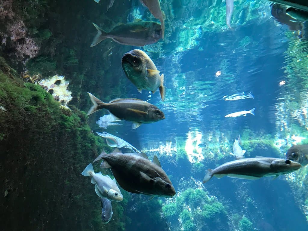 Aquarium Marin De Tregastel