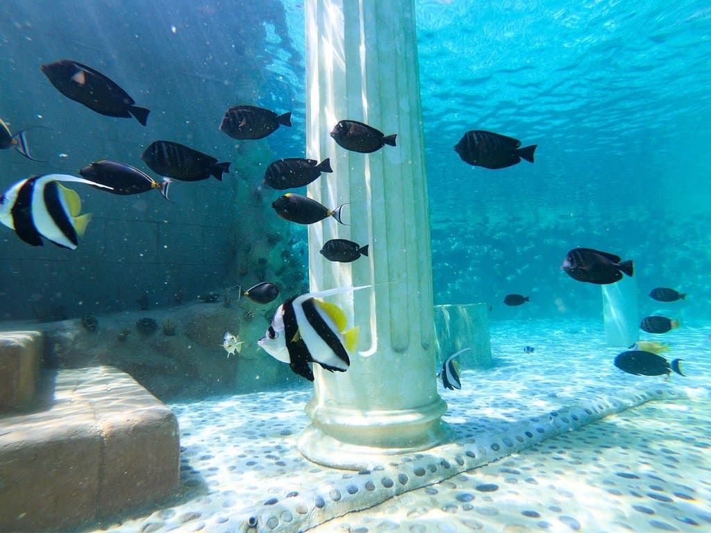 Tropical Reef