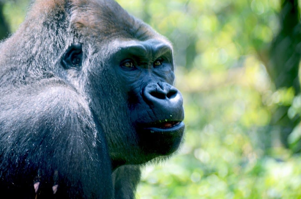 A giant male mountain gorilla. They are immensely powerful animal that can wield power of 10 full-grown men.