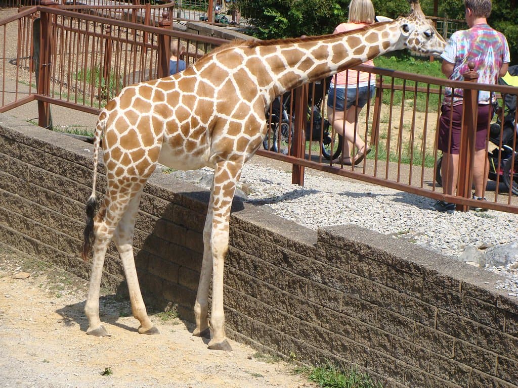 Giraffe feeding.