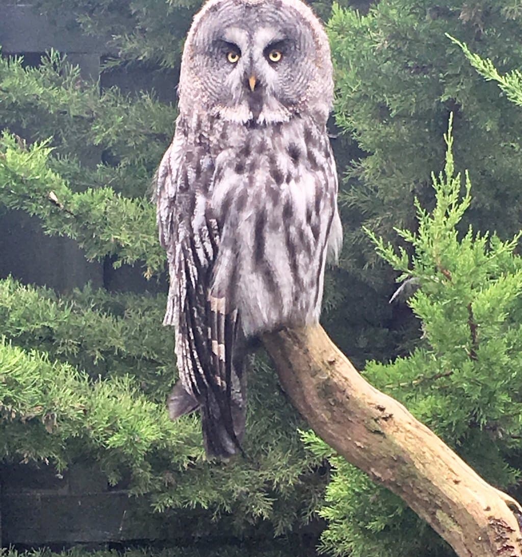 Scottish Owl Centre