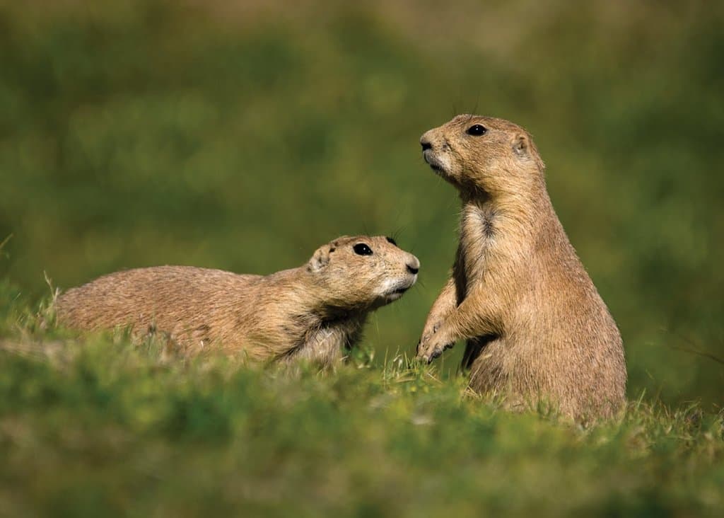 Stop by our beloved Prarie Dog Town and fall in love with these adorable Lubbock natives.