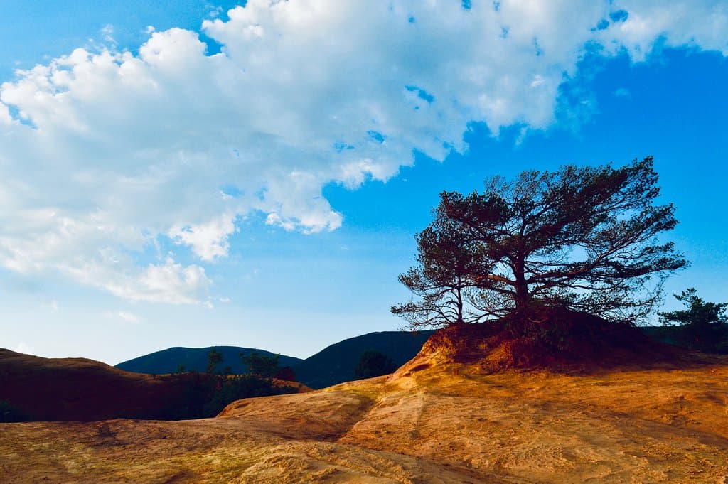Pin au beau milieu du Sahara, Colorado Provençal, Rustrel, France


Crédit photo: Carine Saussol