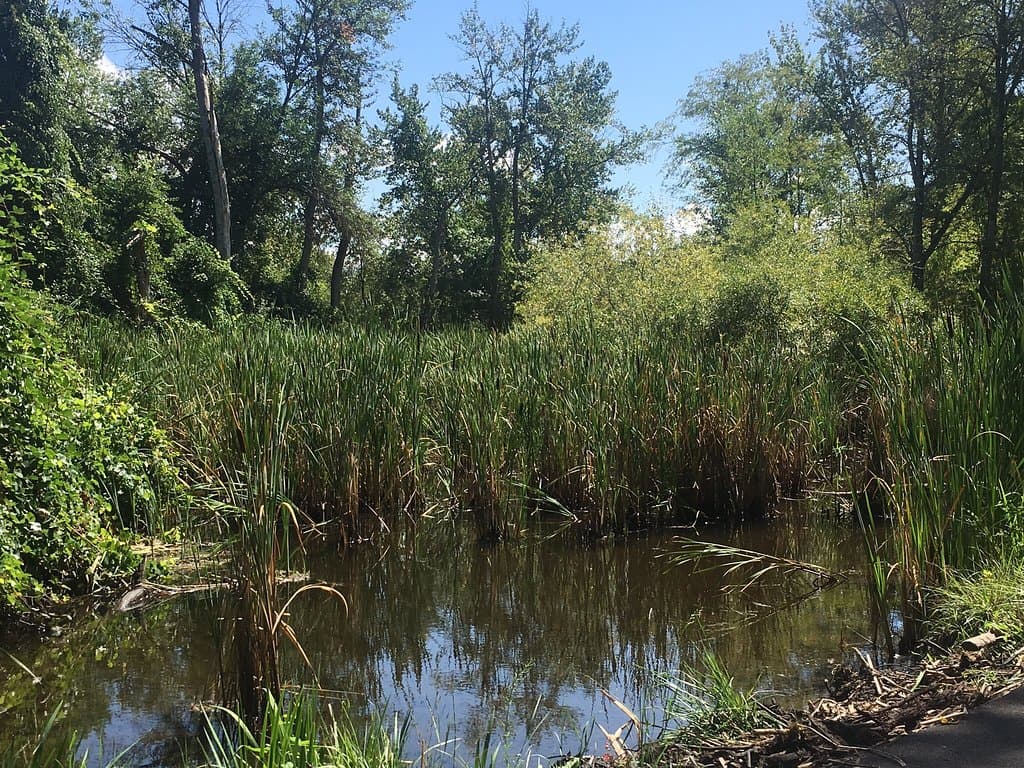 Bear Creek Park