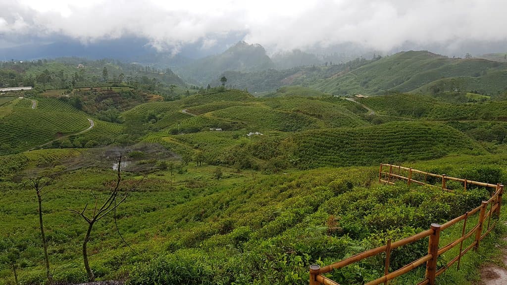 Высокогорные чайные плантации. Очень атмосферное место.