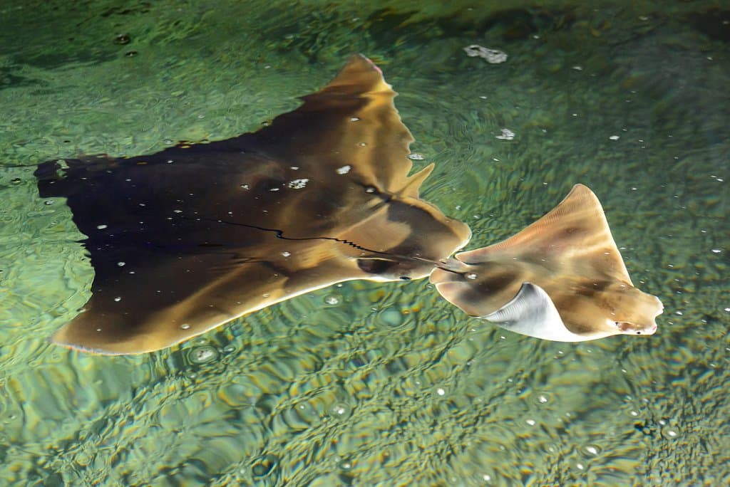 Expozice Zátoka rejnoků