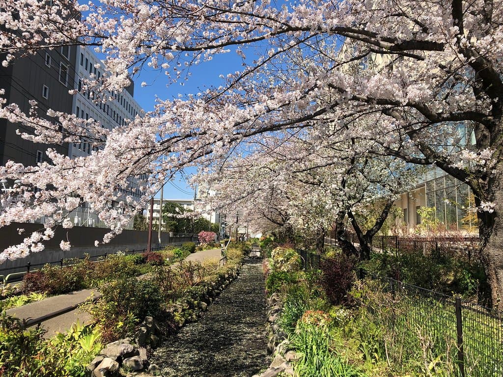 Tamagawa River Greenway Setagaya