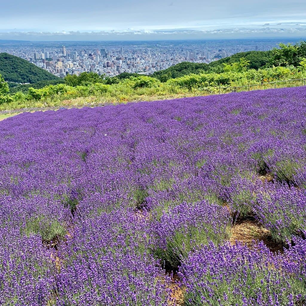 Horomi Pass Lavender Garden Sapporo