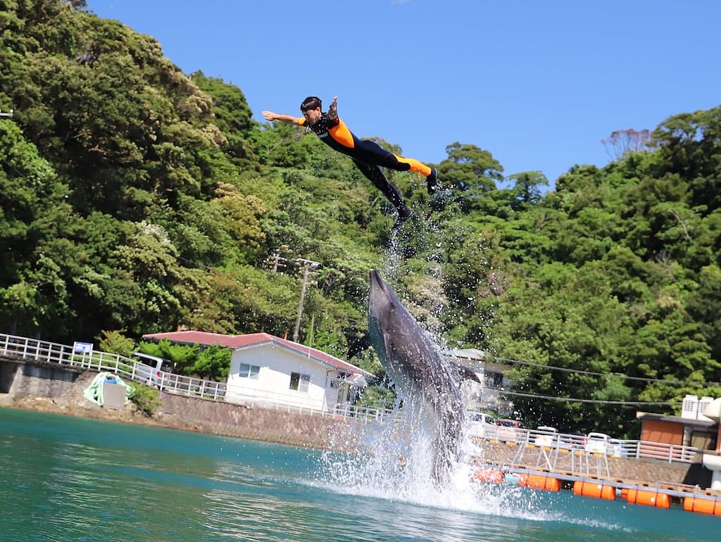 Maritime Stage Dolphin Show “Wonder Ocean”
Energetic Bottlenose Dolphins living in natural coves show off their brilliant skills.
This is a remarkable event that takes advantage of the big cove. Please enjoy the massive dolphin bodies jump in the air, and their tricks that are in synchrony with the trainers. You can witness the dolphins’ power and elegance.