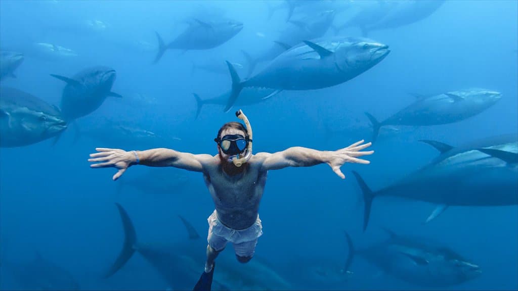 Nada con atunes rojos, una experiencia única.