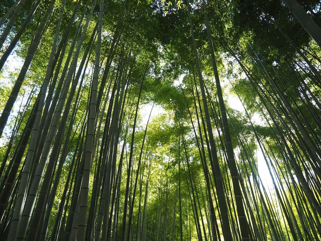 報国寺　竹林