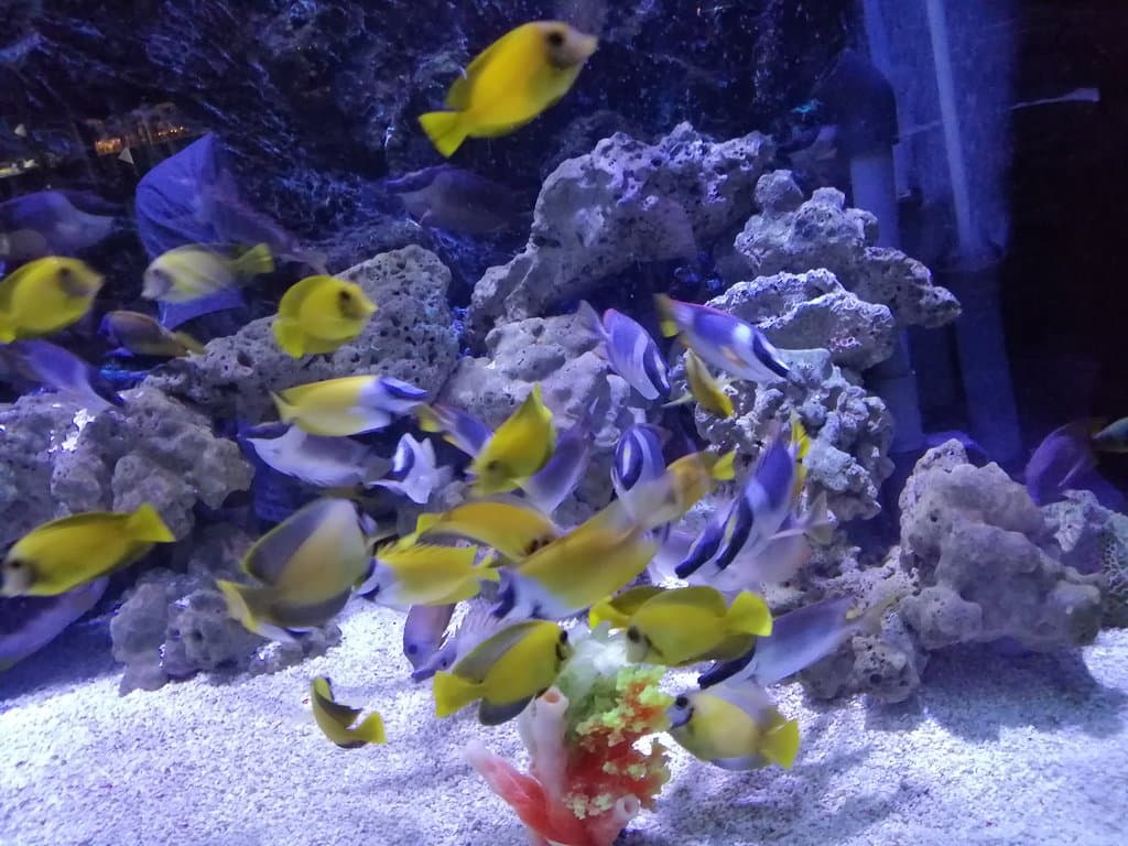 The Shore Oceanarium