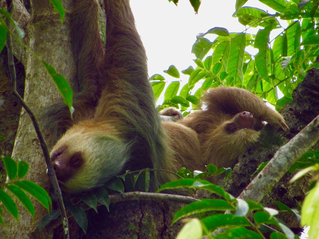 sloth tour