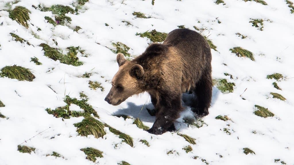 Arosa Bear Sanctuary