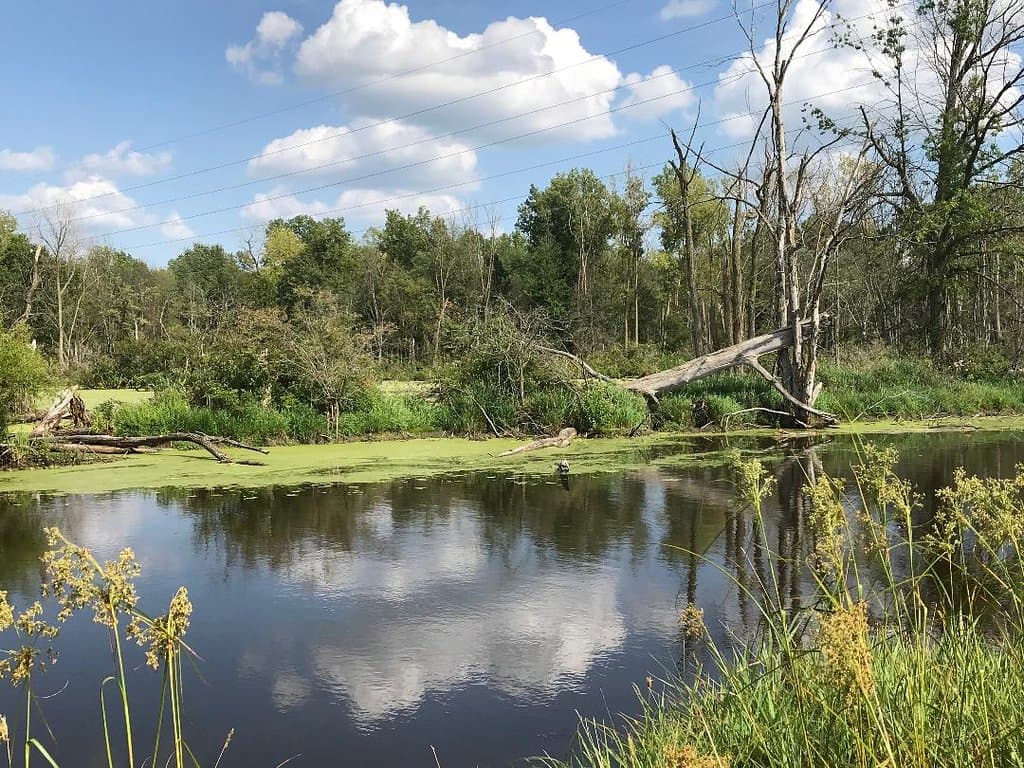 Eagle Marsh Nature Preserve 