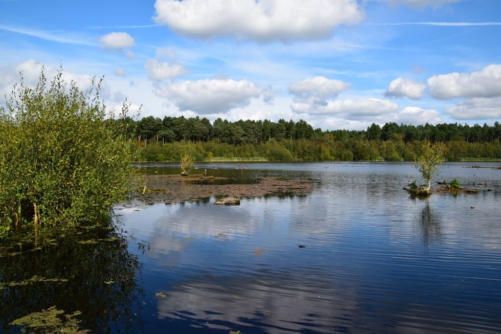 Delamere Forest Cheshire