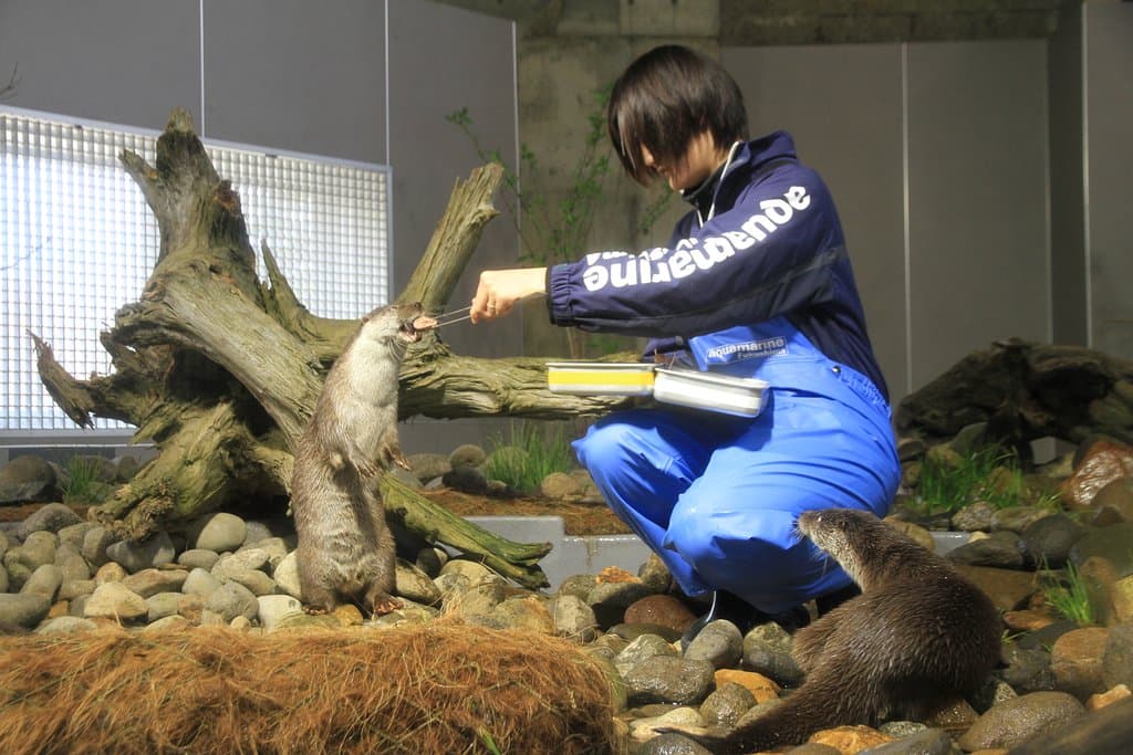 ユーラシアカワウソの親子のフィーディングタイムは10：00と15:00頃