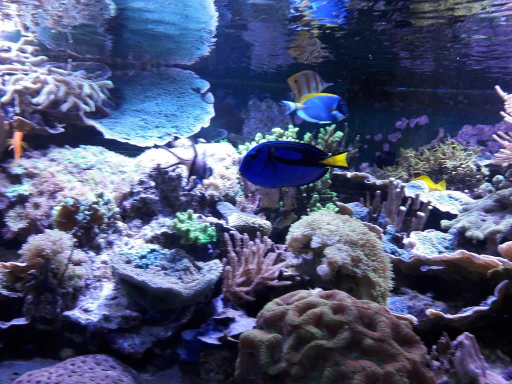 Dory à l'Aquarium d'Amnéville