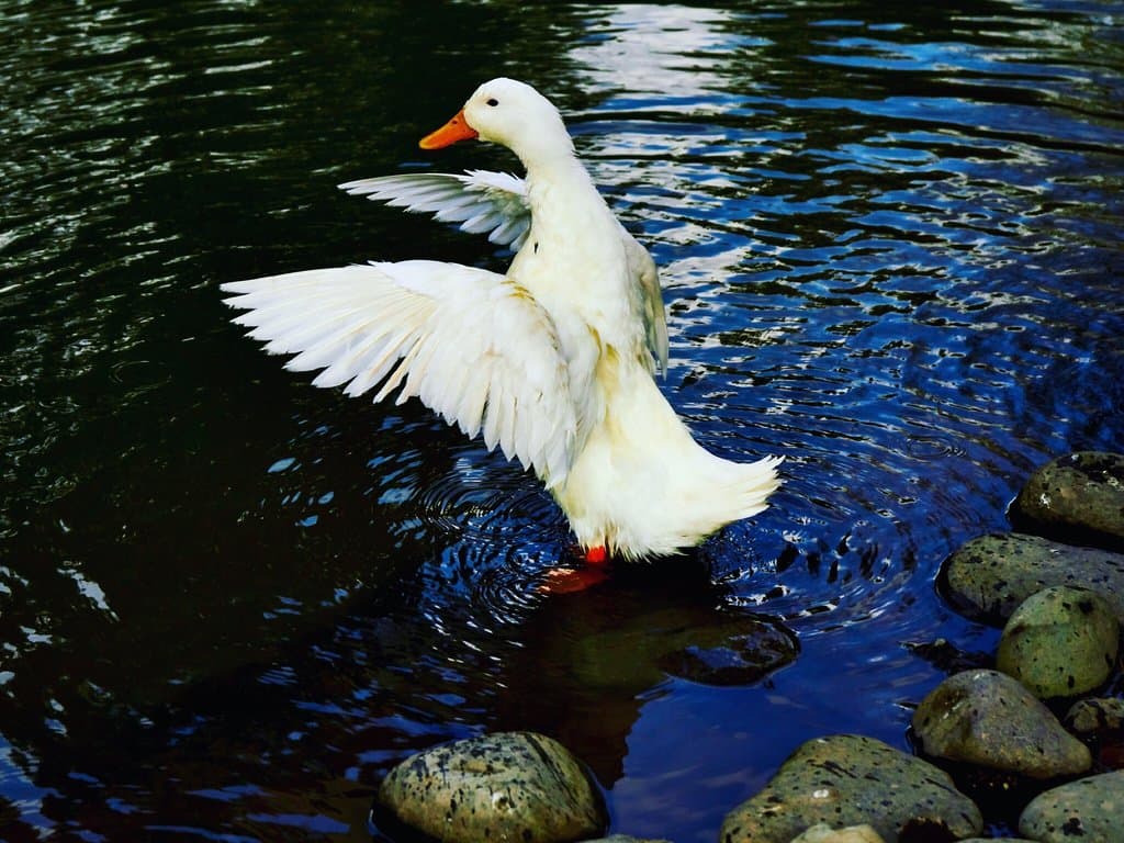 Parque metropolitano sur 😊con una hermosa Laguna y genial lugar para descansar.
