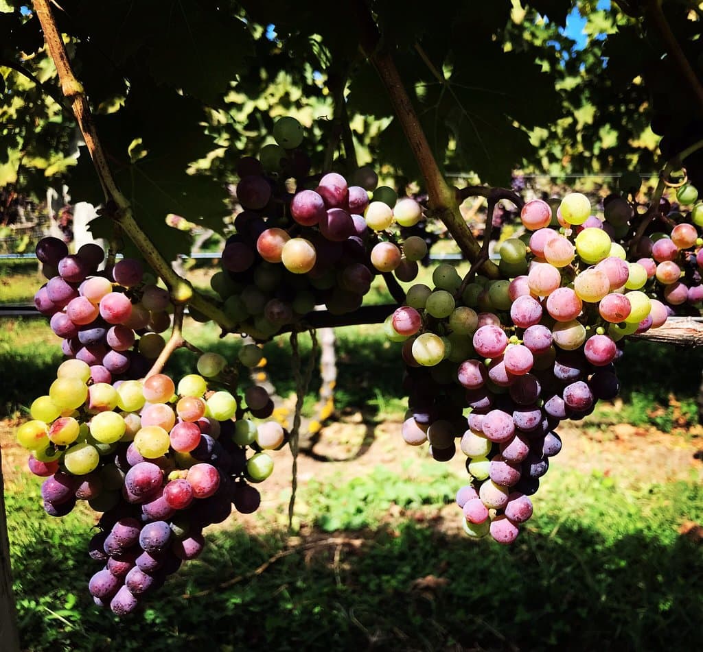 Truro Vineyards & South Hollow Spirits